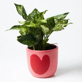 Heart Pot (Multiple Colors)