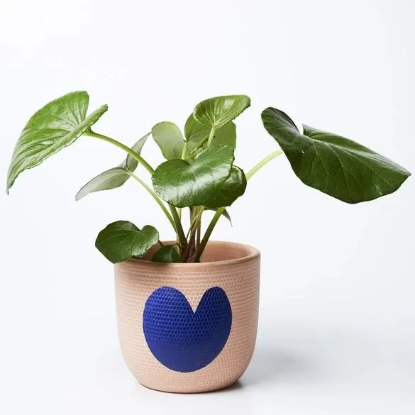 Heart Pot (Multiple Colors)